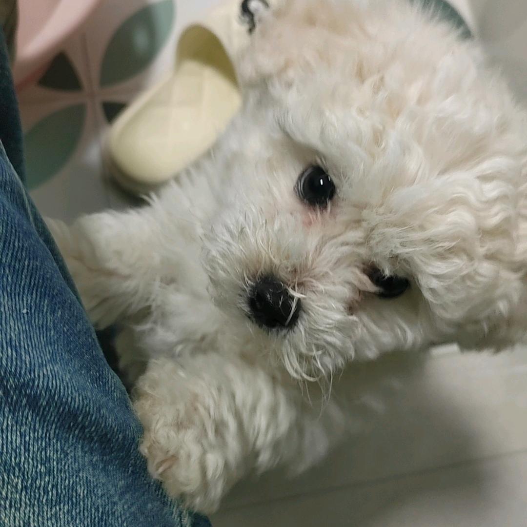 兜兜是只小比熊