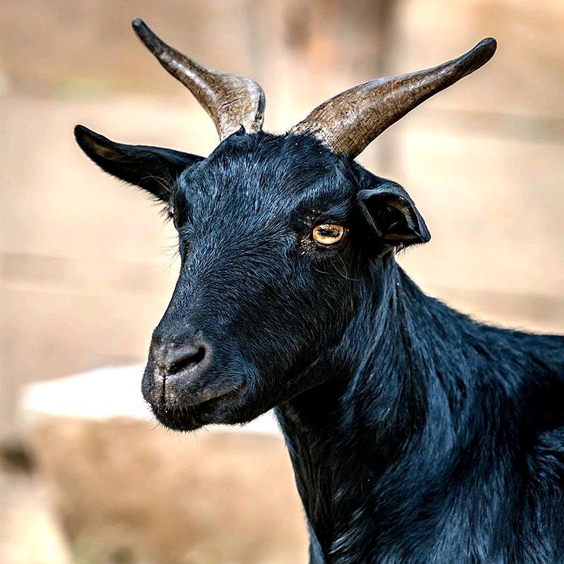 湖北武汉土黑山羊程凯1