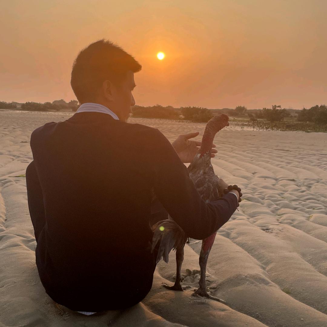 北海海斗鸡墨哥