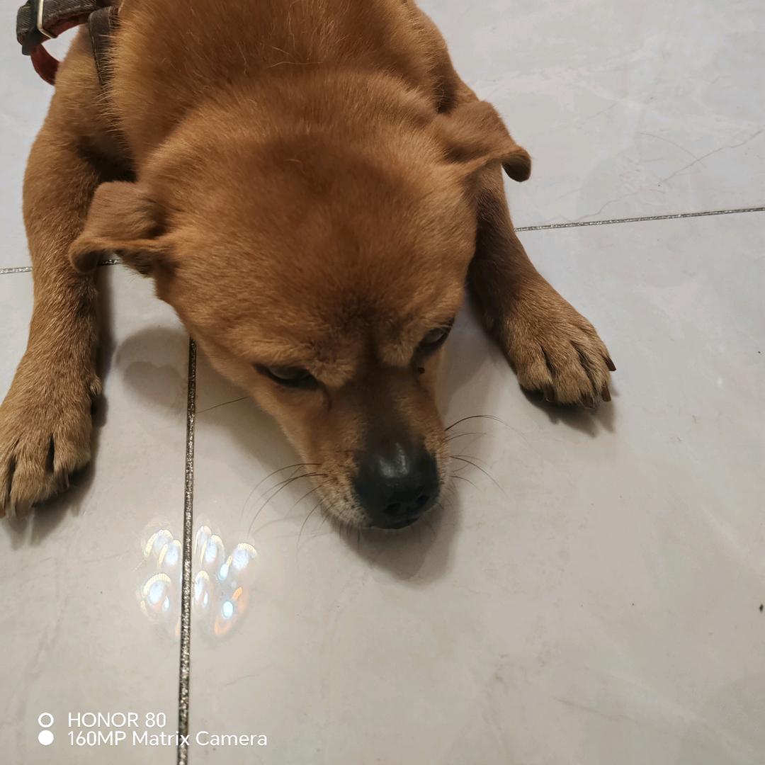 爱做美梦的傻女人