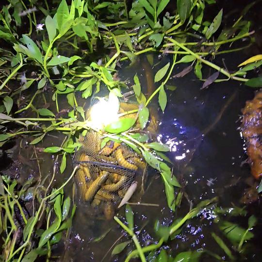 鳝鱼一扫光