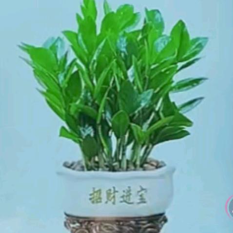 善缘