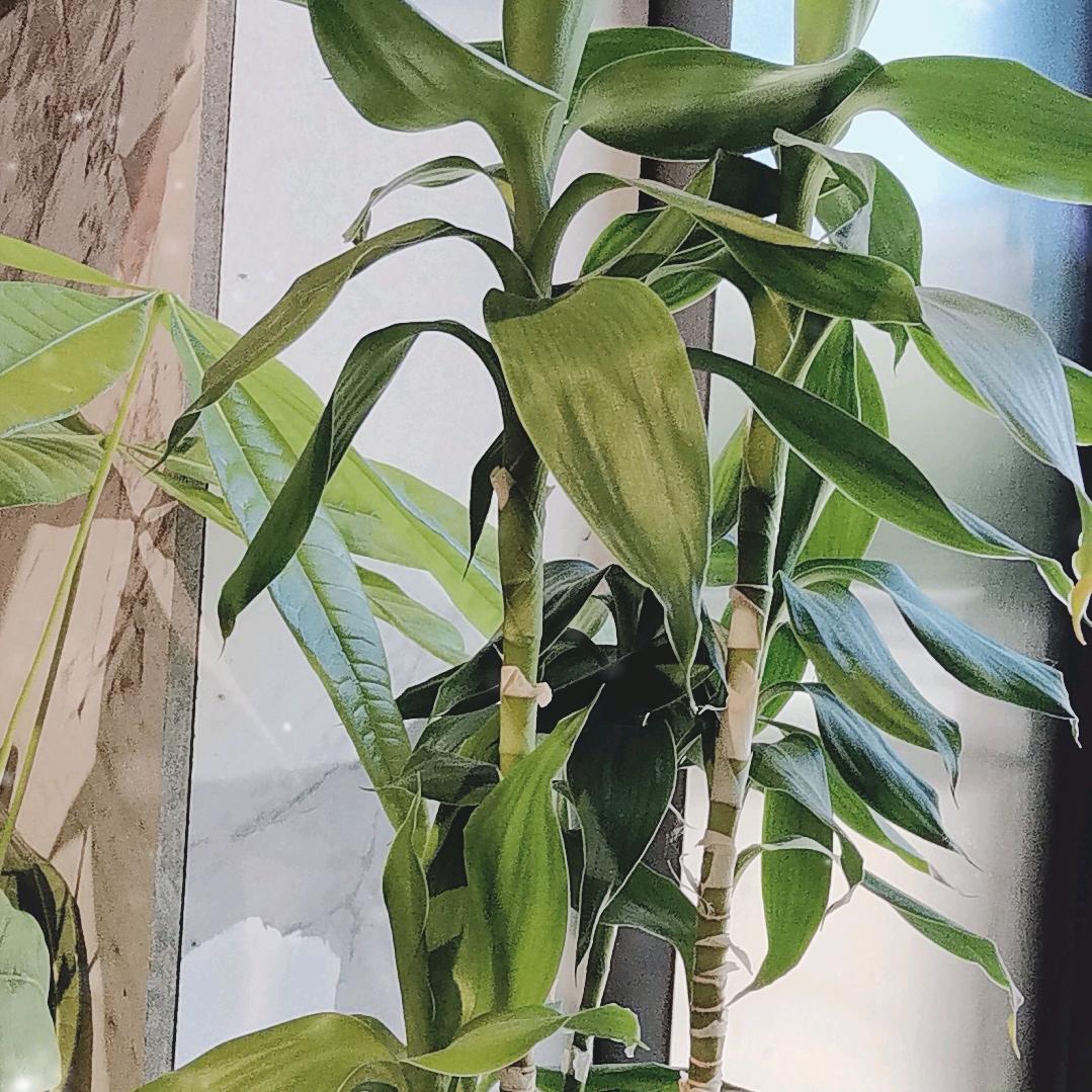 海夏