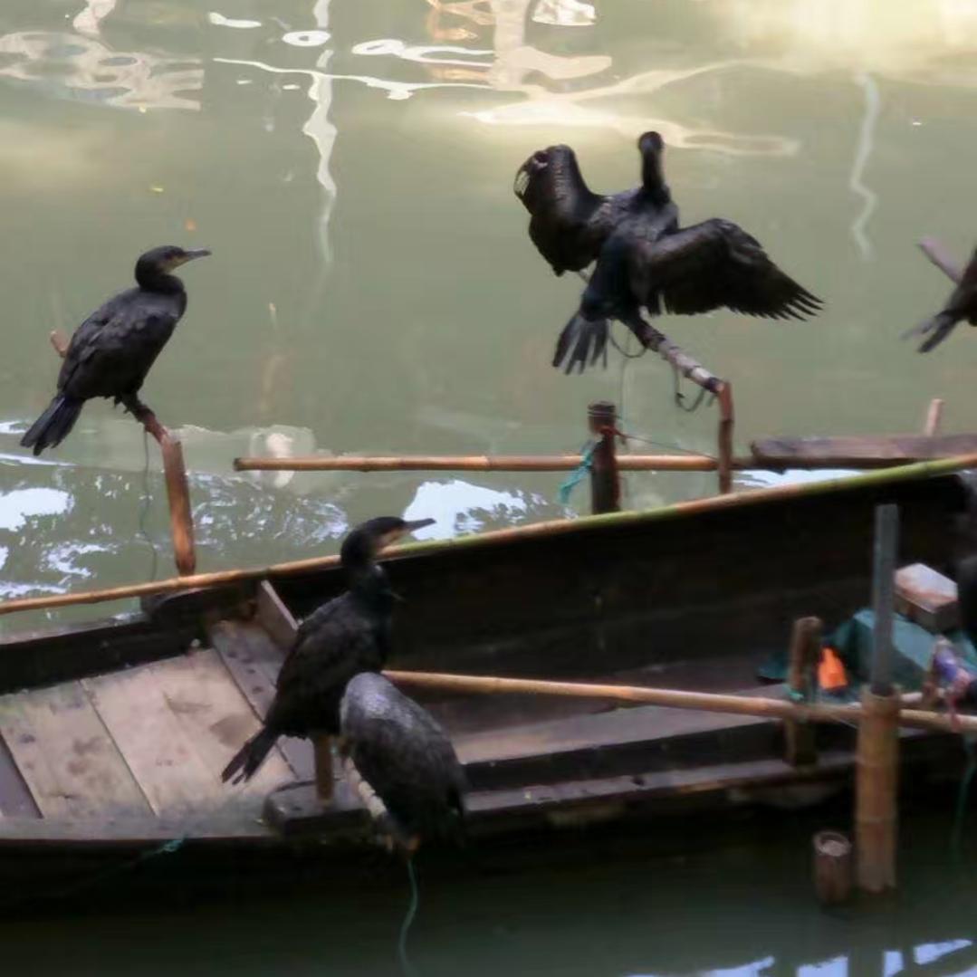 草原苍狼231659212