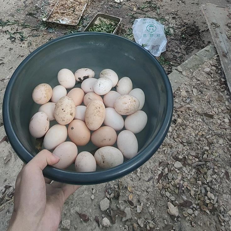 桃姐专做独一无二柴火炒血酱鸭，厨娘一枚
