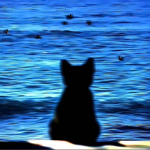 ✨NEVER考拉🐨✨