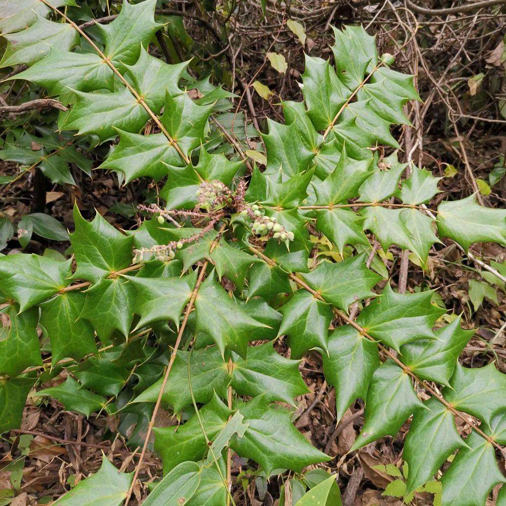 小罗伯特