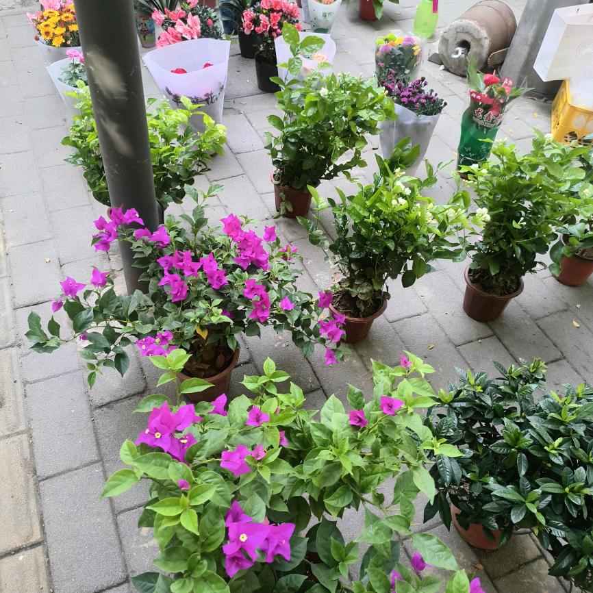 荔枝大人