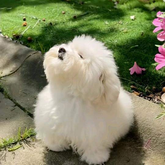 小小意~鲜花店
