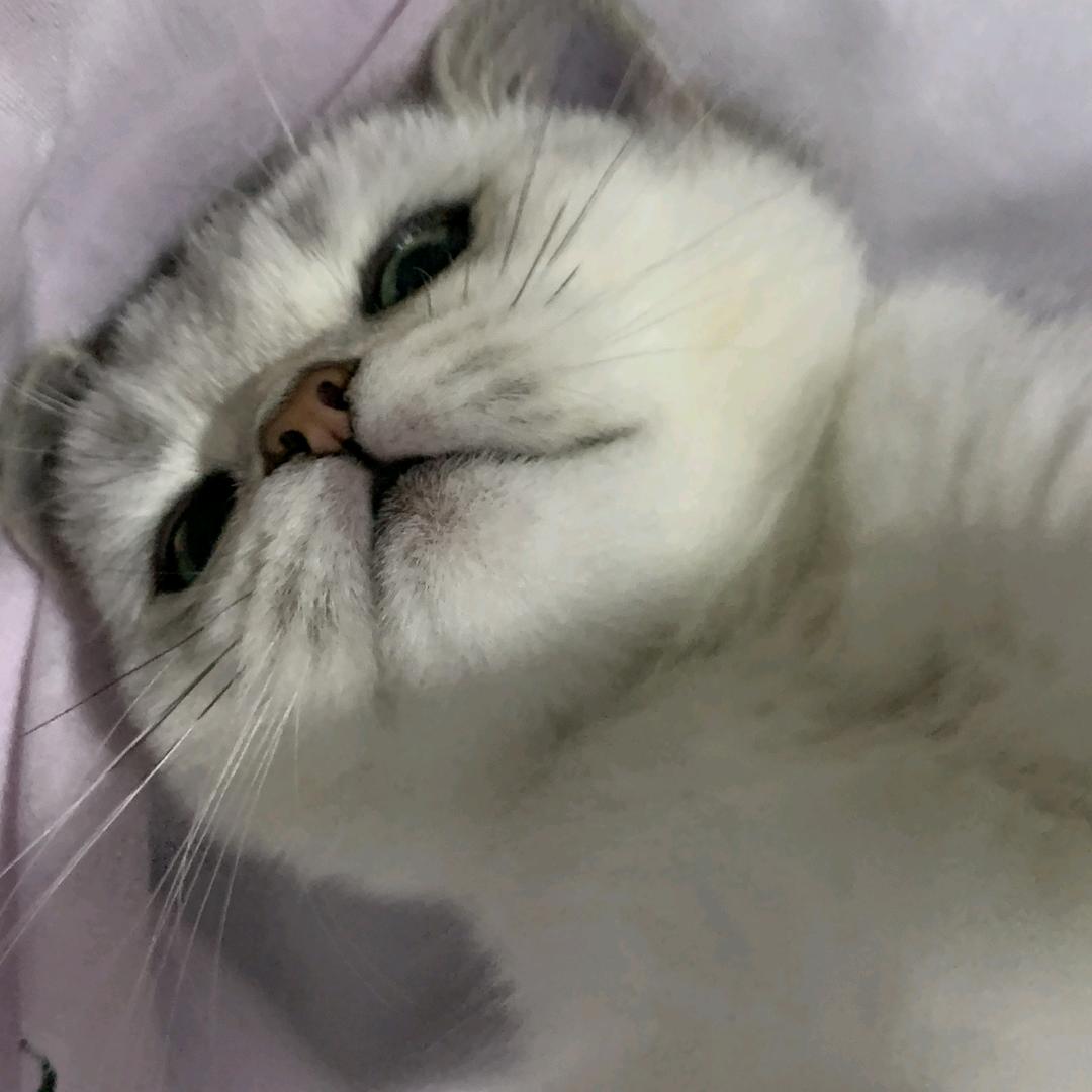 ₌᳐･֊･₌᳐੭