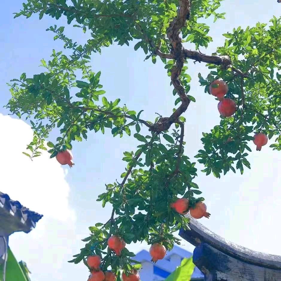 阿靓妹