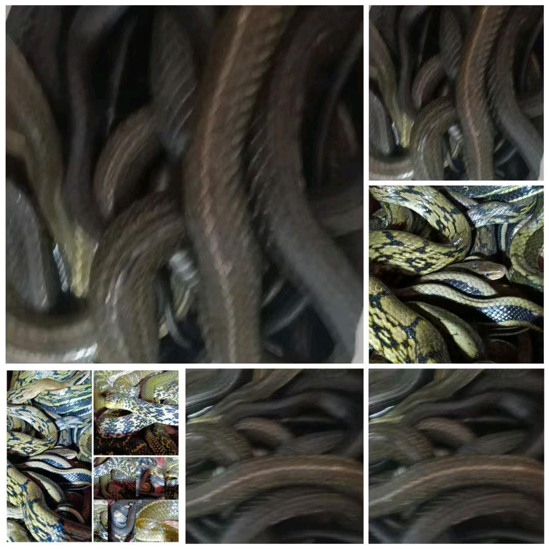 养殖蛇业
