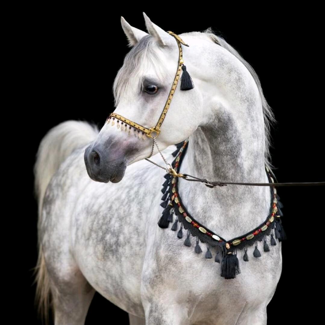 昭苏好马推荐《马友圈》