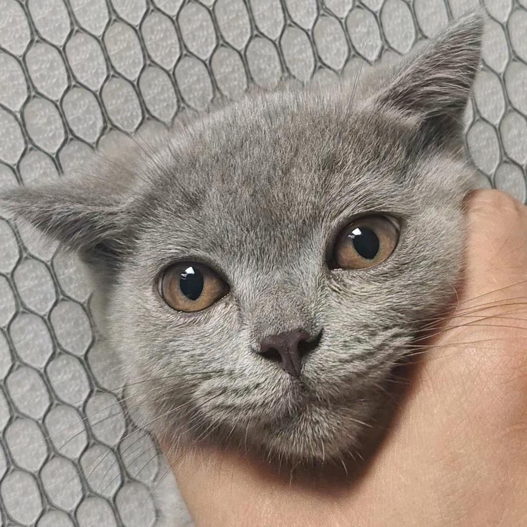 蓝宝