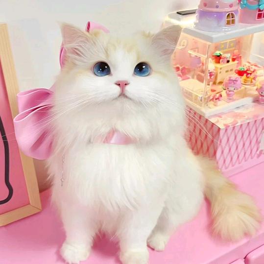 太阳花