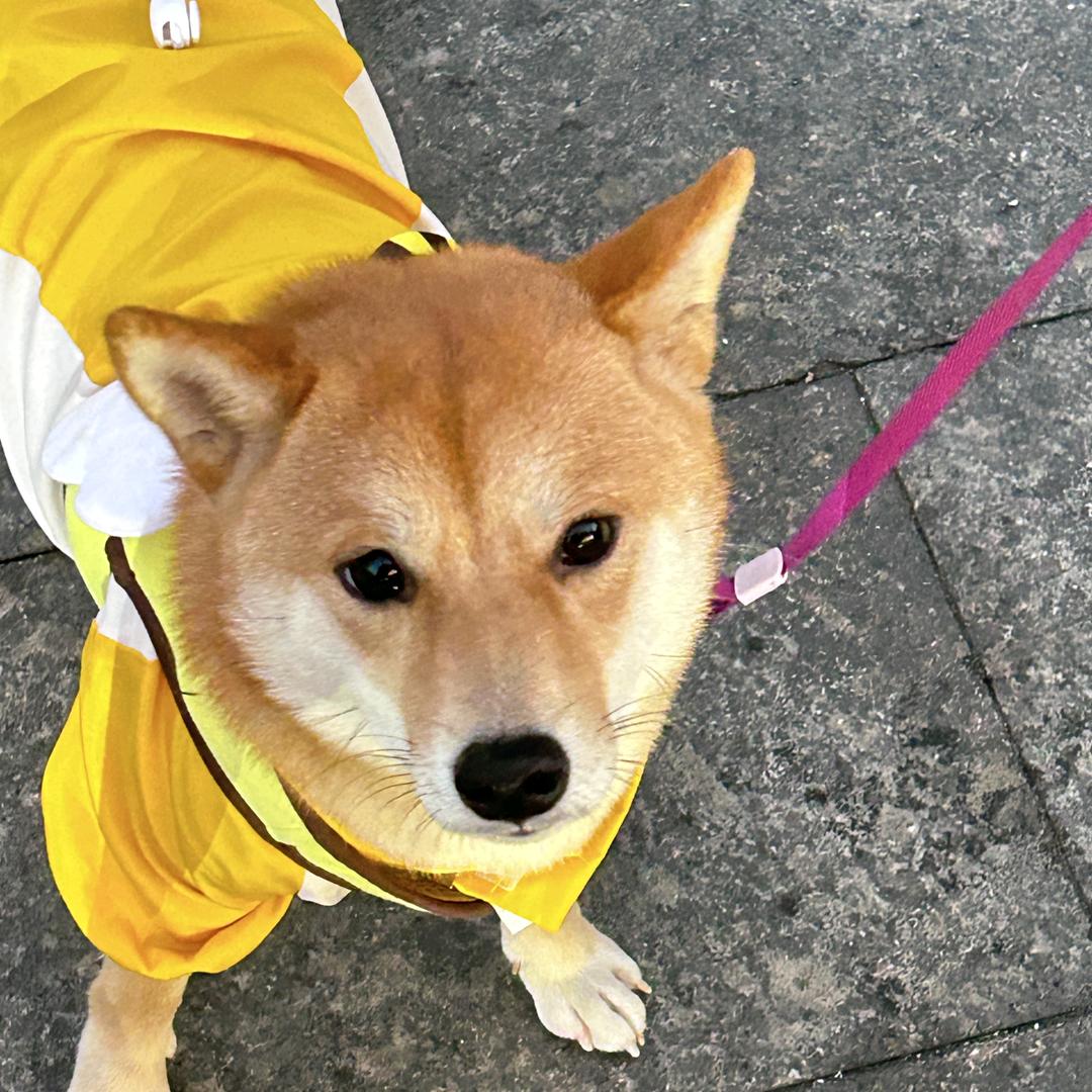 蓝色的蒙面大侠赵狗剩子