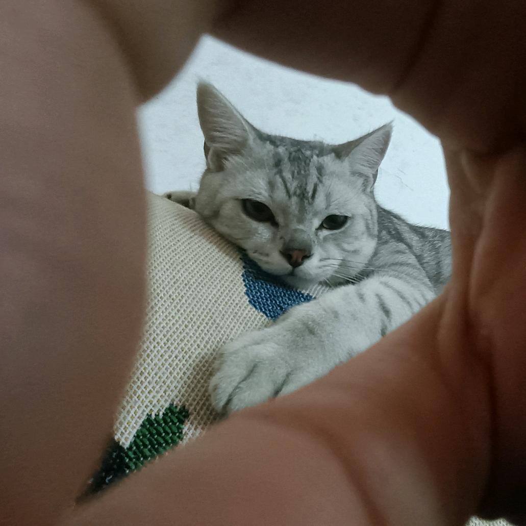 菠萝不吃菠萝🍍