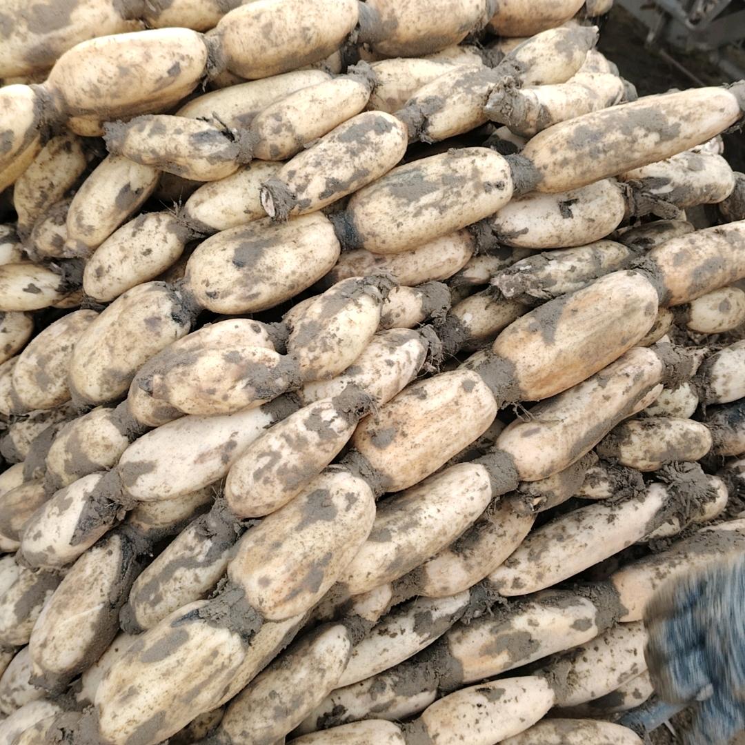 代收代发白莲藕