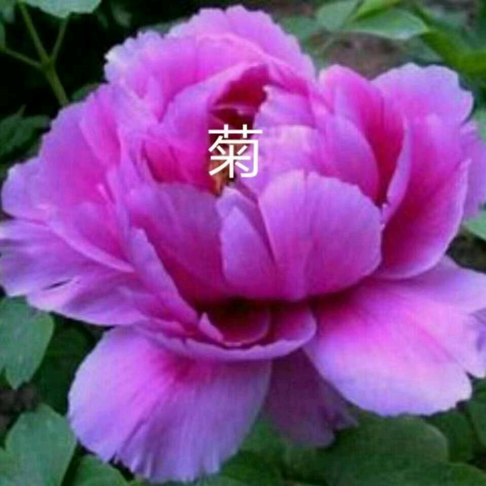 快乐一生《🍎🍎🍎🍎🍎🍎》