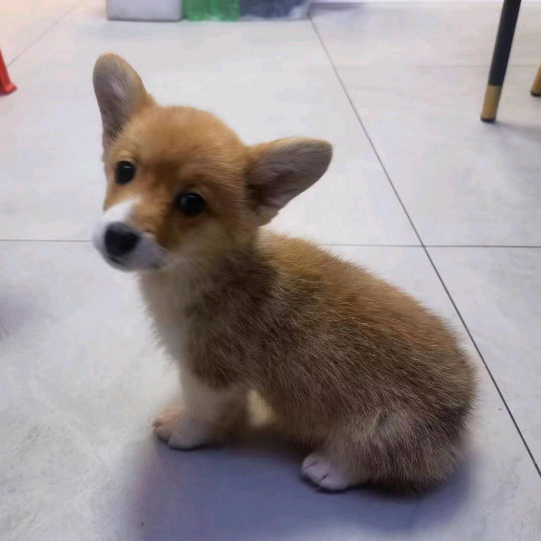 兜兜没有烦恼