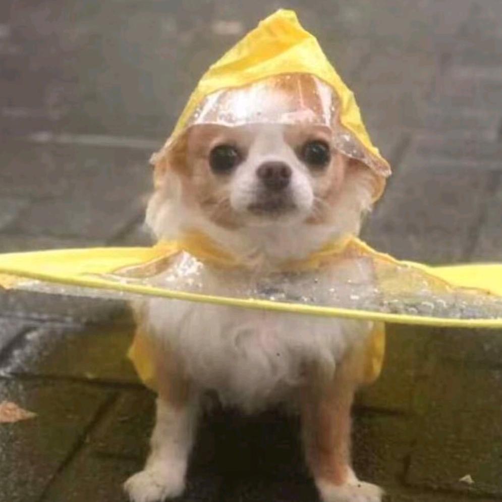 成CC