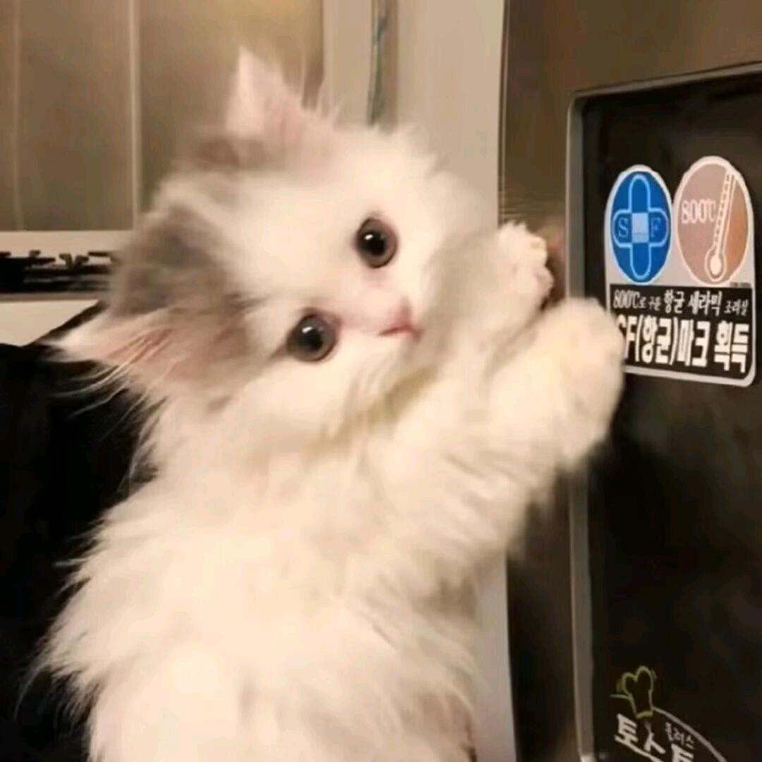 今天喝O泡了吗
