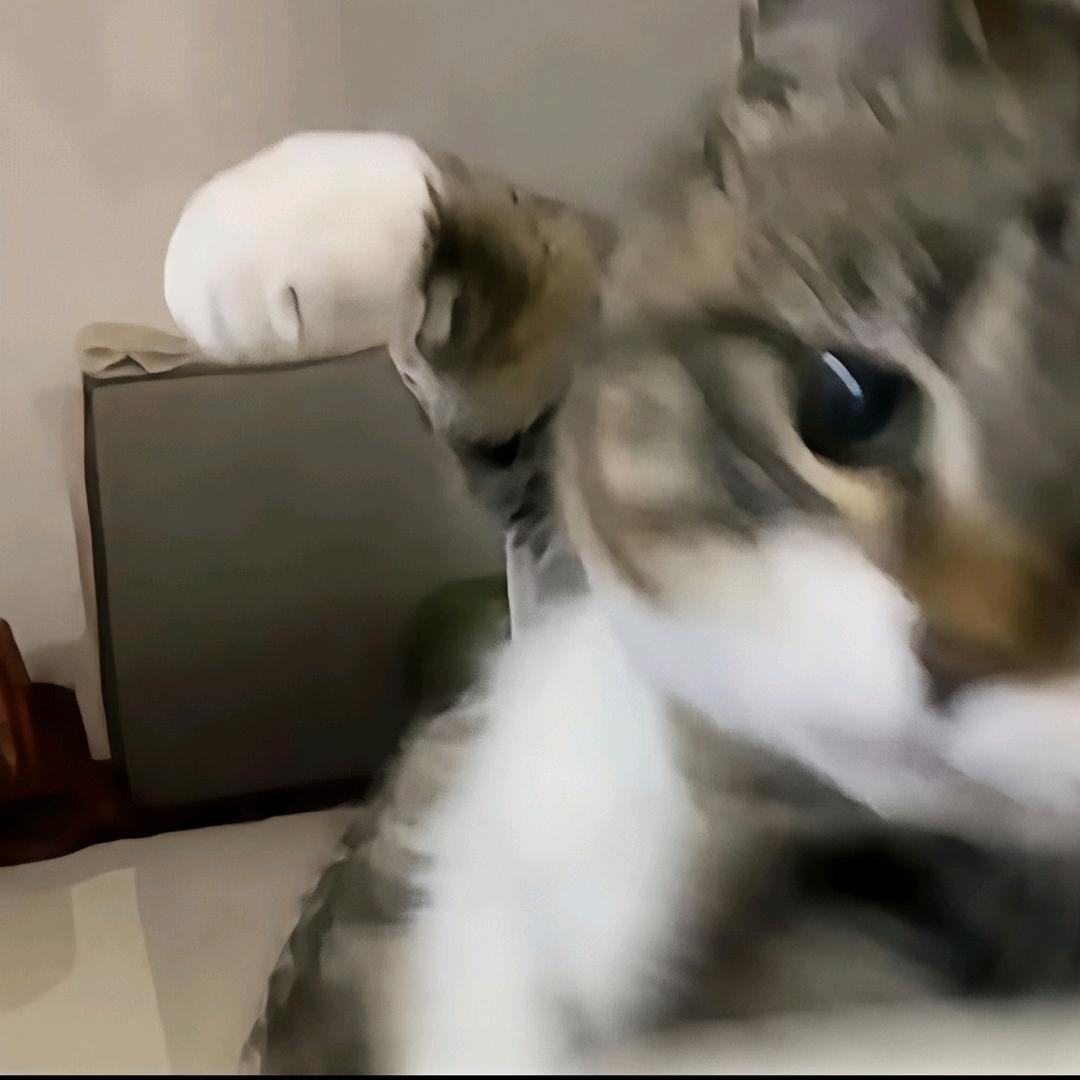 白柏