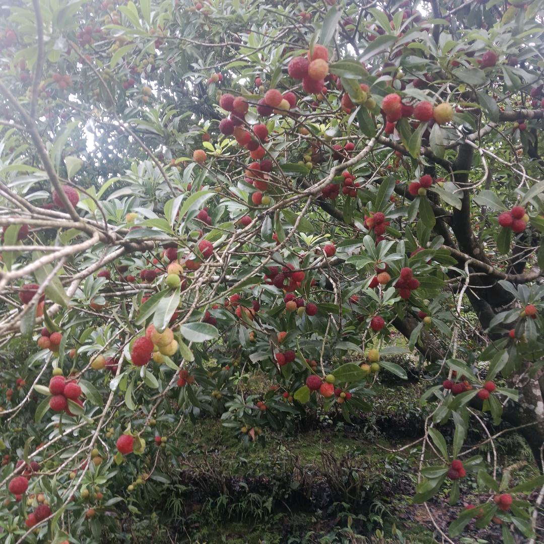 黄山特产，名优产品。