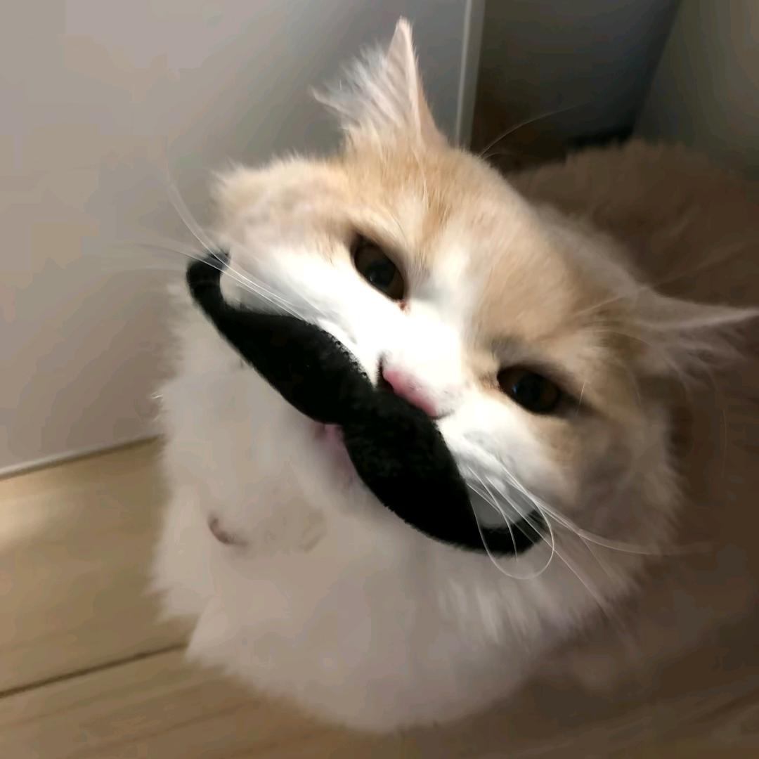猫罐罐干巴
