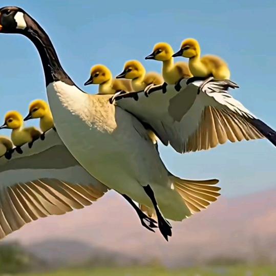 骑着蚂蚁上高速（单身）