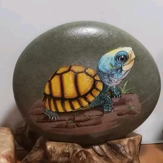 波波《全国收龟》