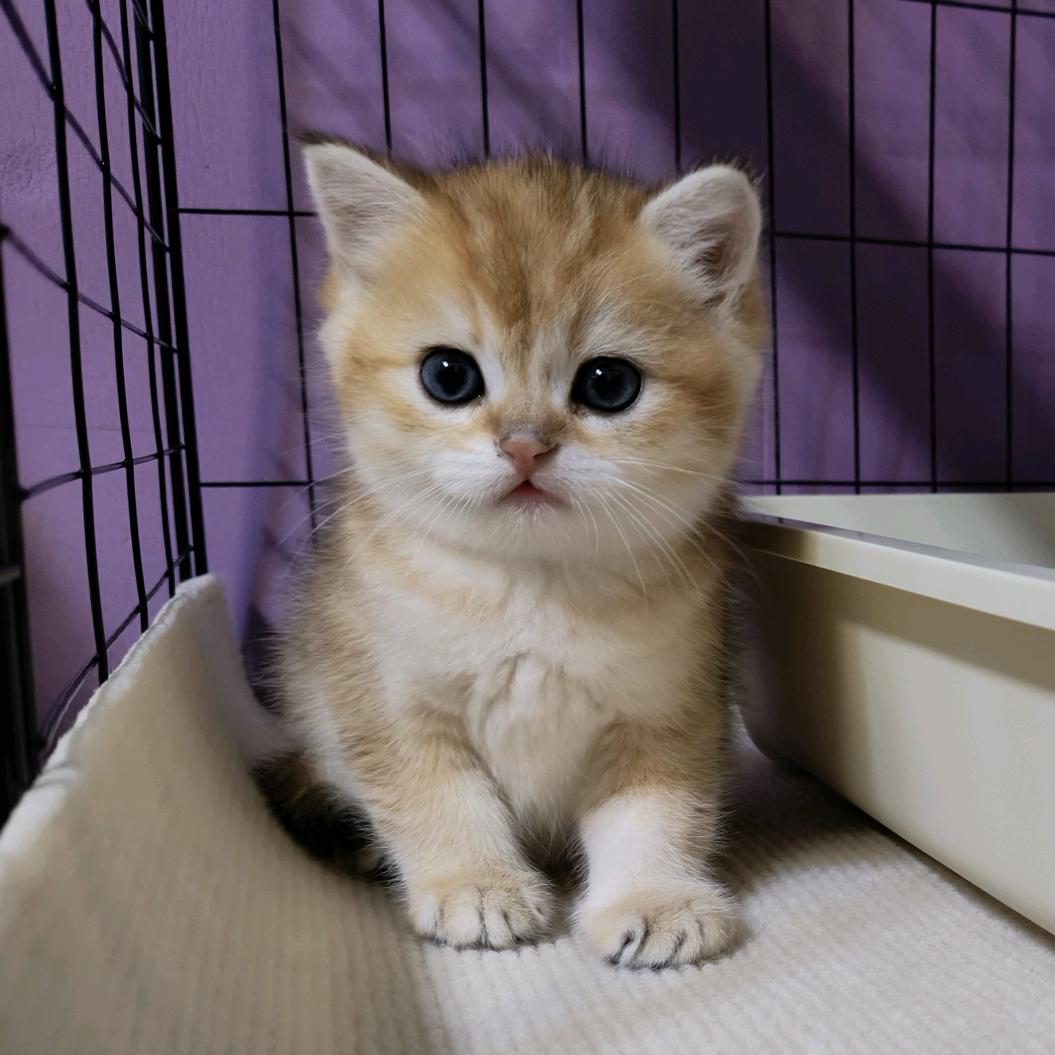 蜡笔小小心