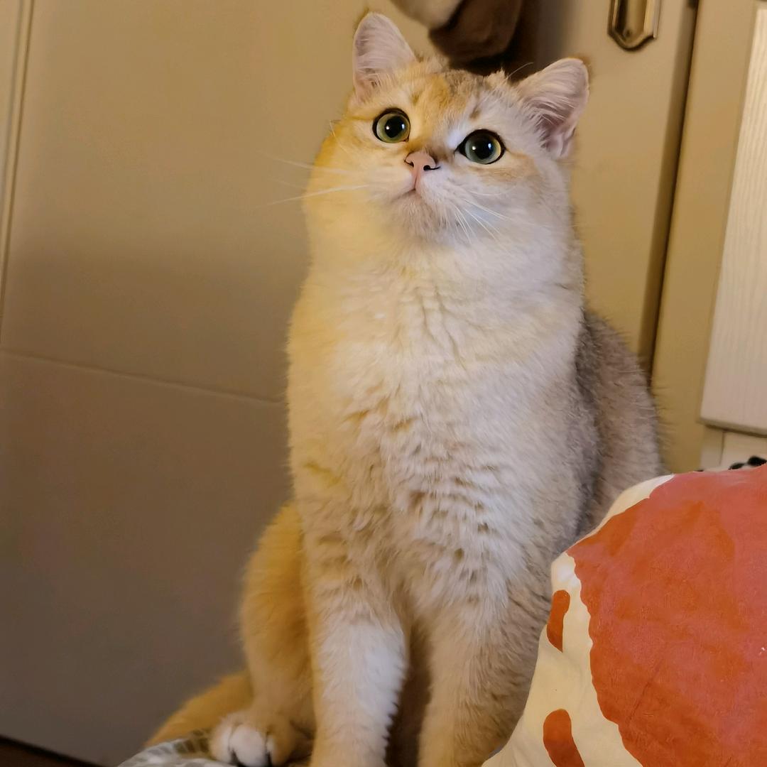 一只小胖崽