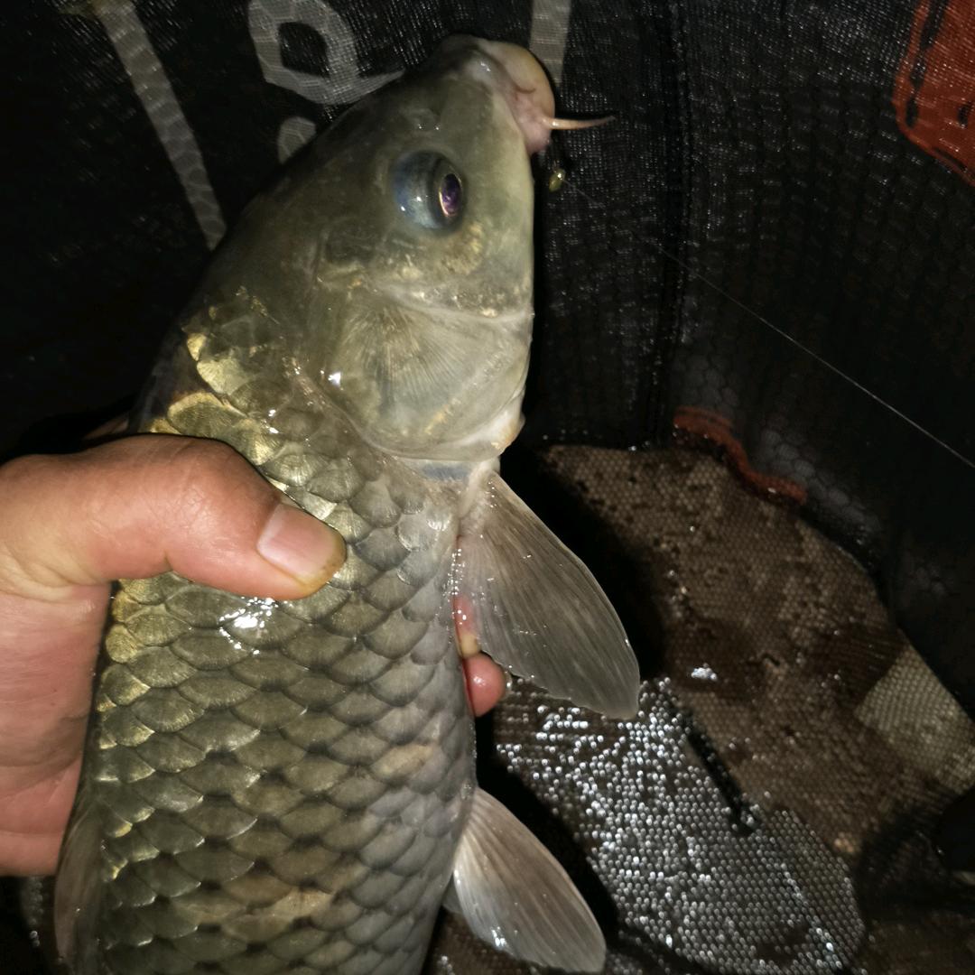 爱野钓，爱养鱼的，落落