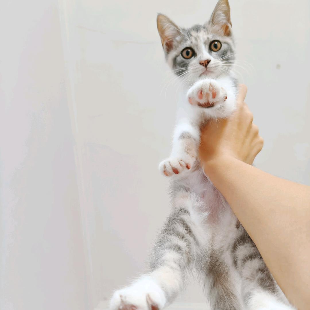 猫猫叫田野