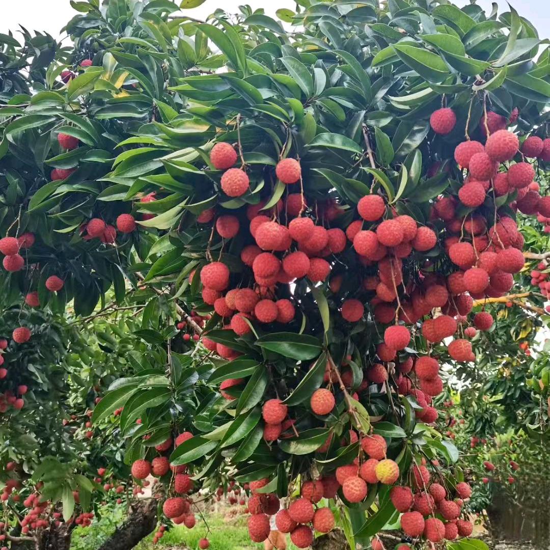 旭谷农乡殊权果树苗木专卖店