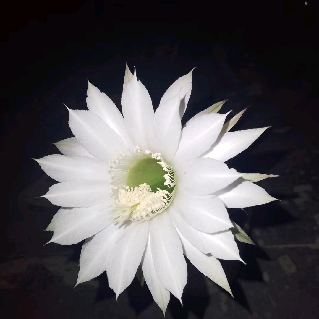 严小严