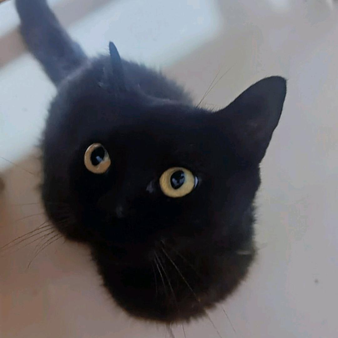 隆润文化（免费领养小猫咪）