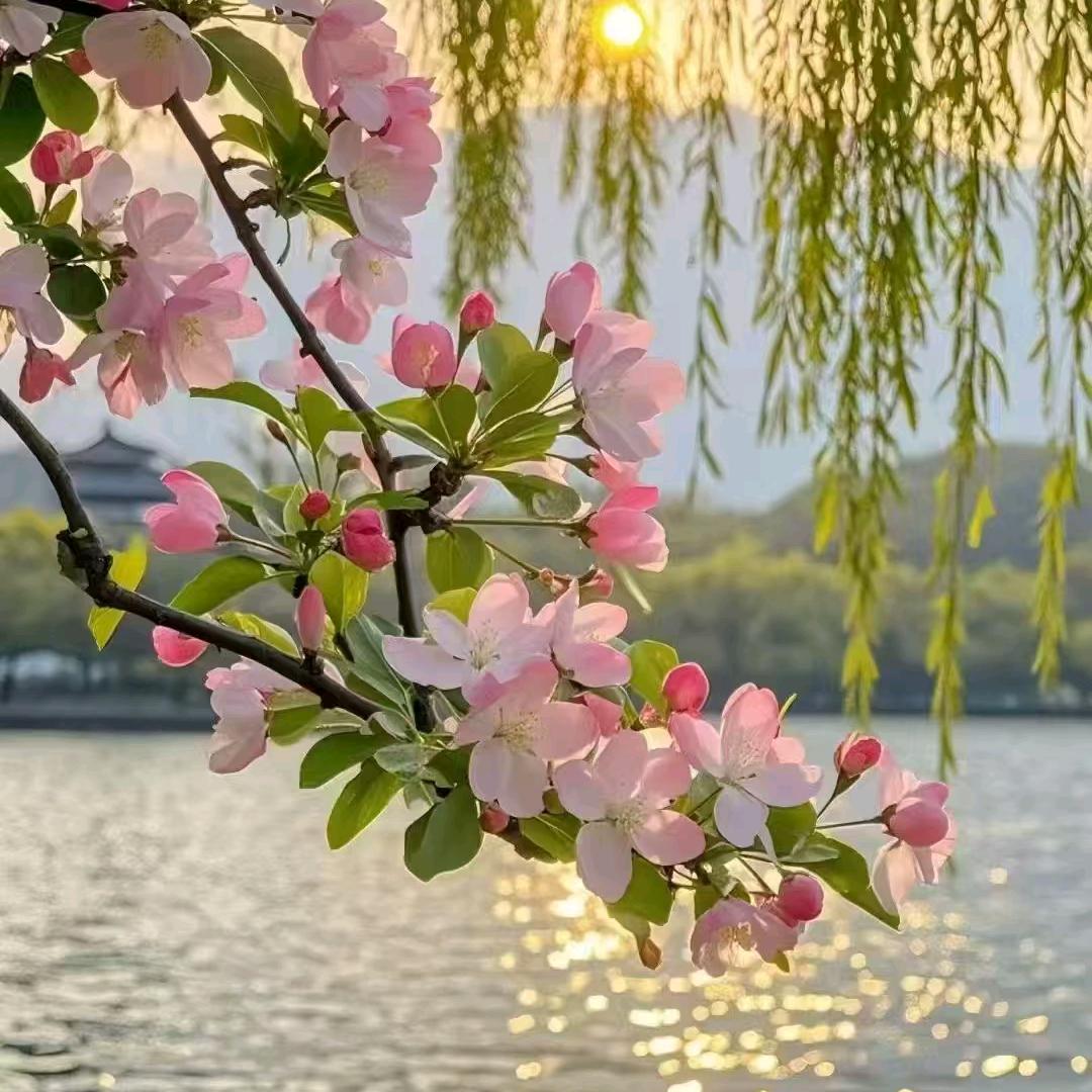 龙家二小姐