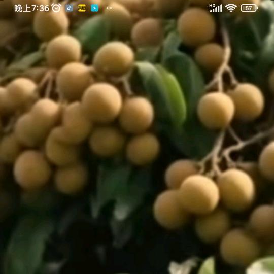 红伟兵