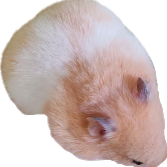 心想事成