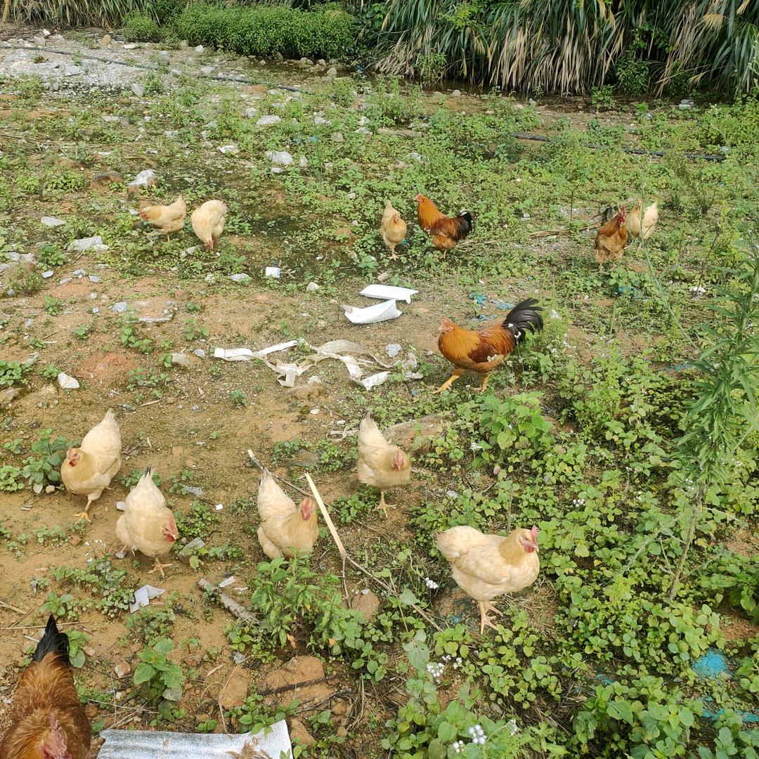 好好爱自己，散养土鸡鸭鹅