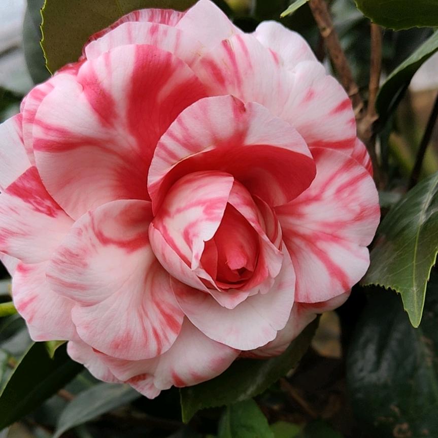 漳平燕语花卉小铺