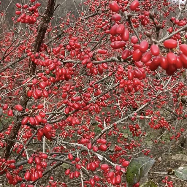 西峡山茱萸小陈