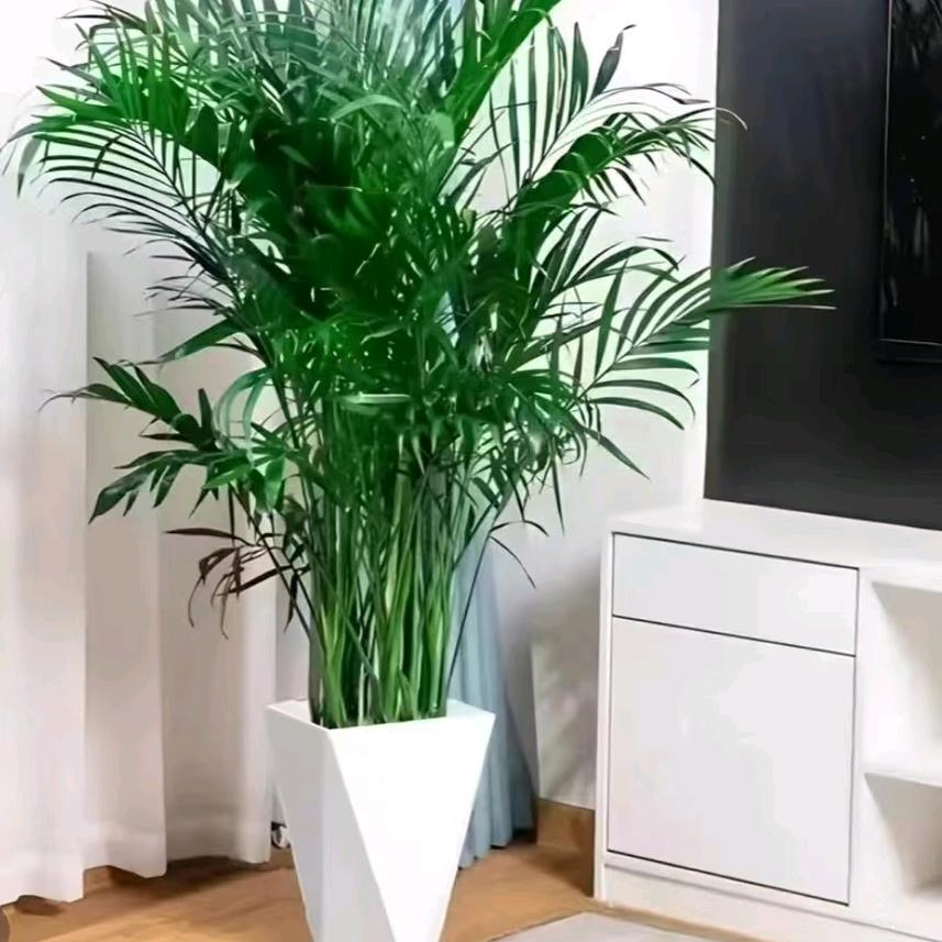 陈氏绿植种植基地