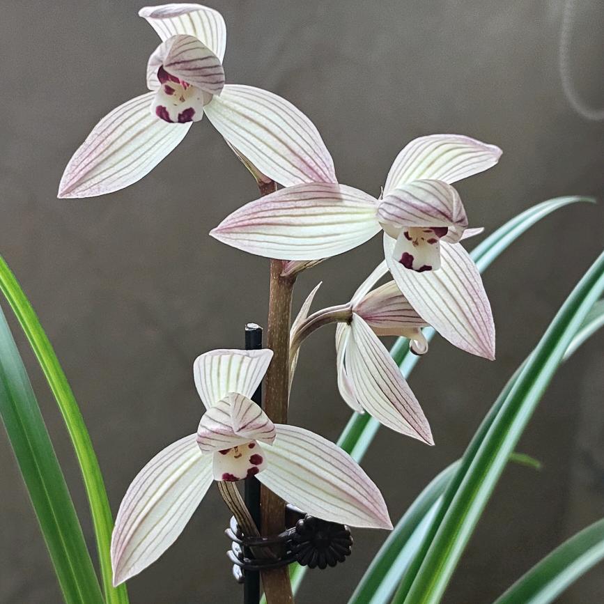 云溪兰花