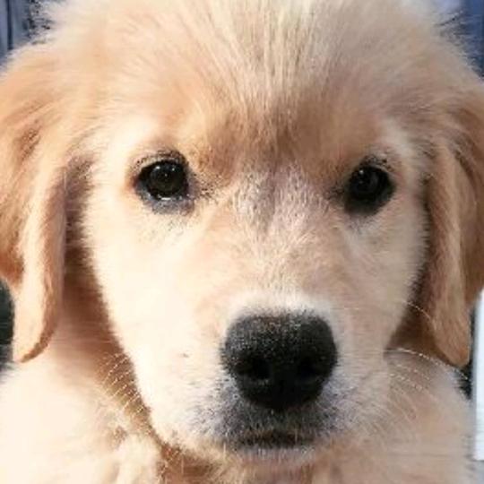 掛住你（聰聰）