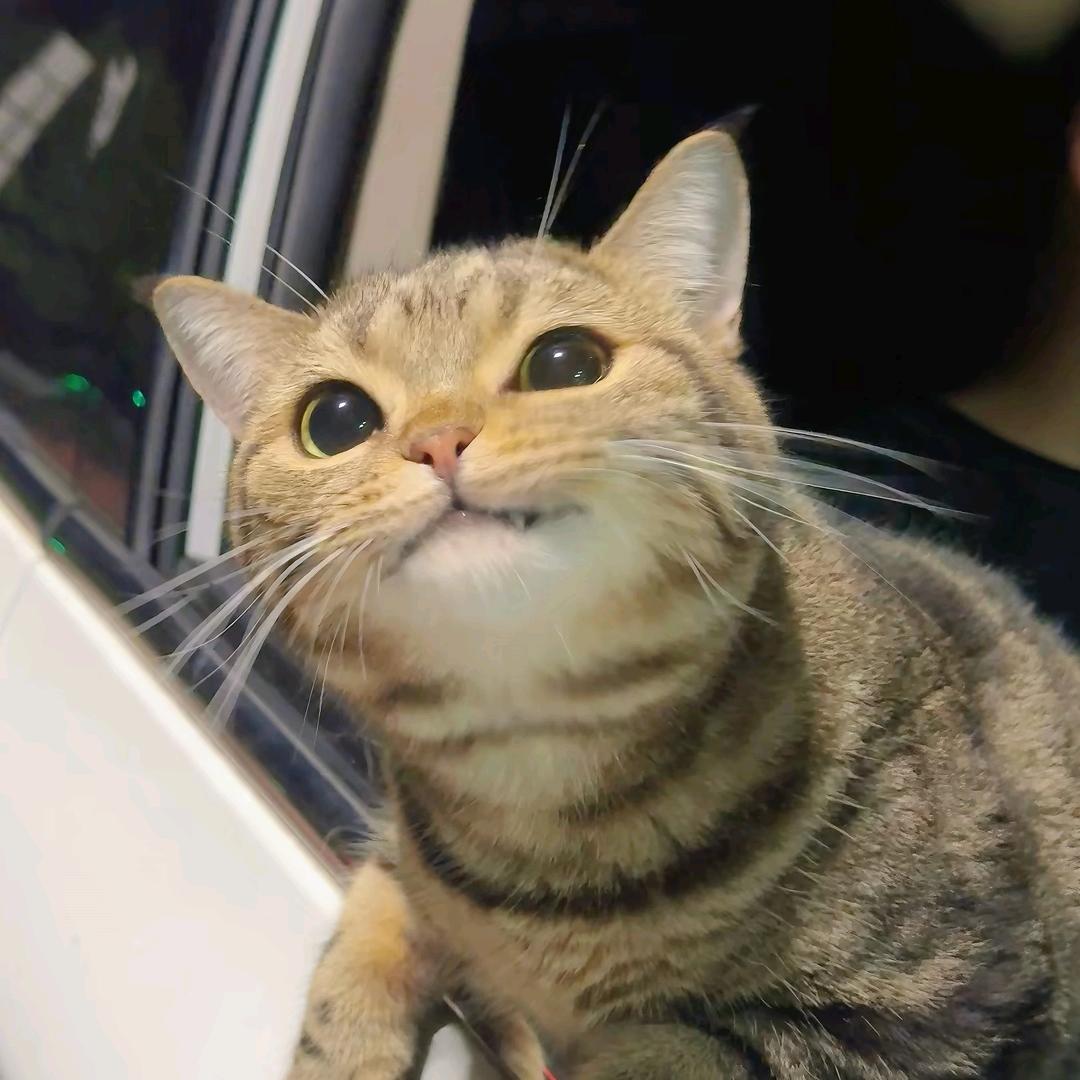 敞篷