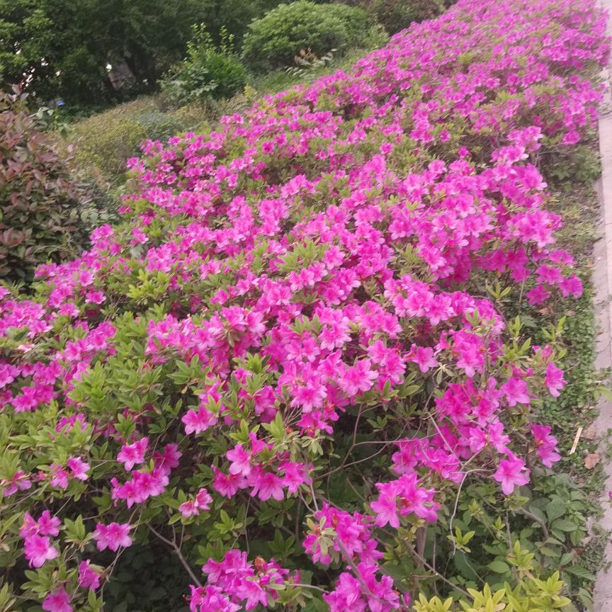 平平淡淡