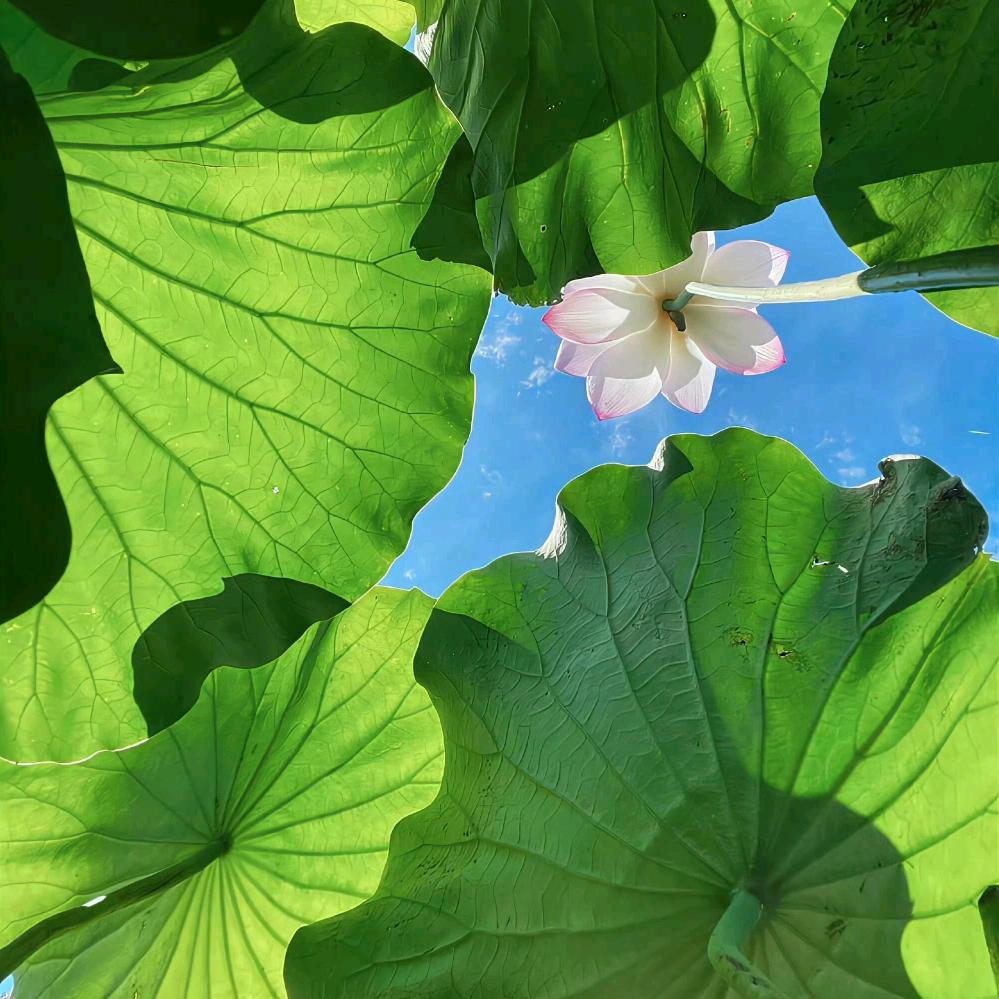 ઇ䑞獡歷幾灋纔ɞ♕
